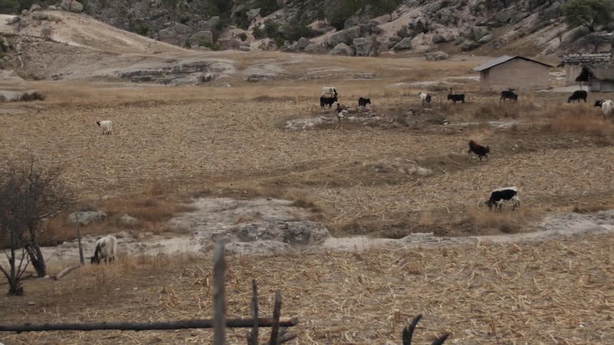 People run around in a field with a herd of animals
