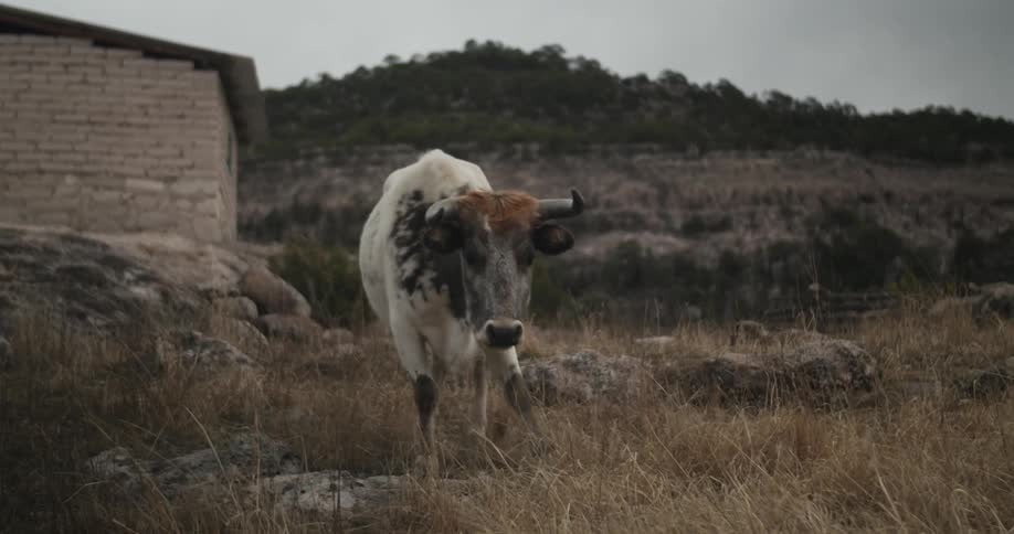 Bull standing and eating weeds