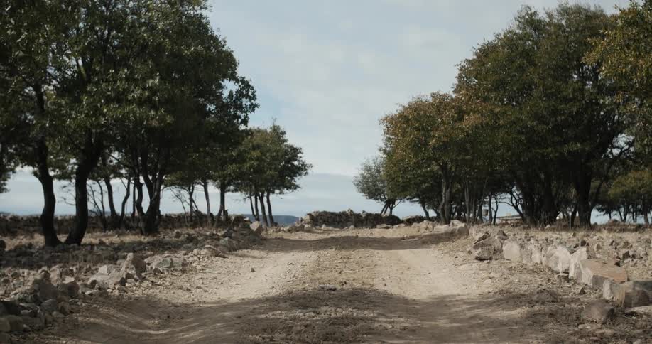 Trees line a well-worn dirt road in daylight