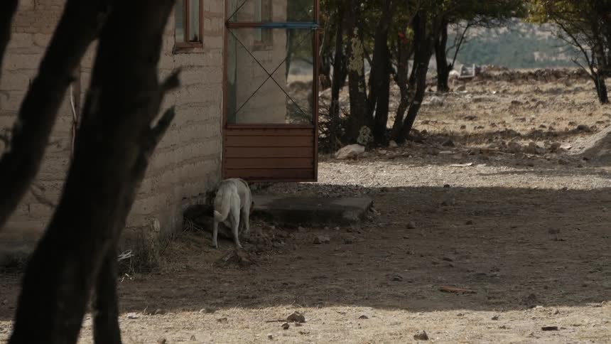 A dog walks next to a house towards the doorstep