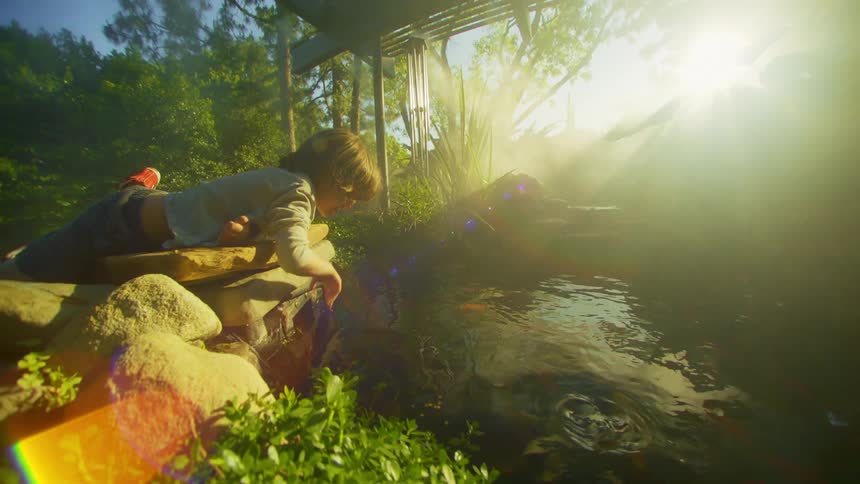 A child splashes the water in the pond as the fish swim by