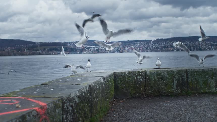 A large number of seagulls flying and sitting in a waterfront area