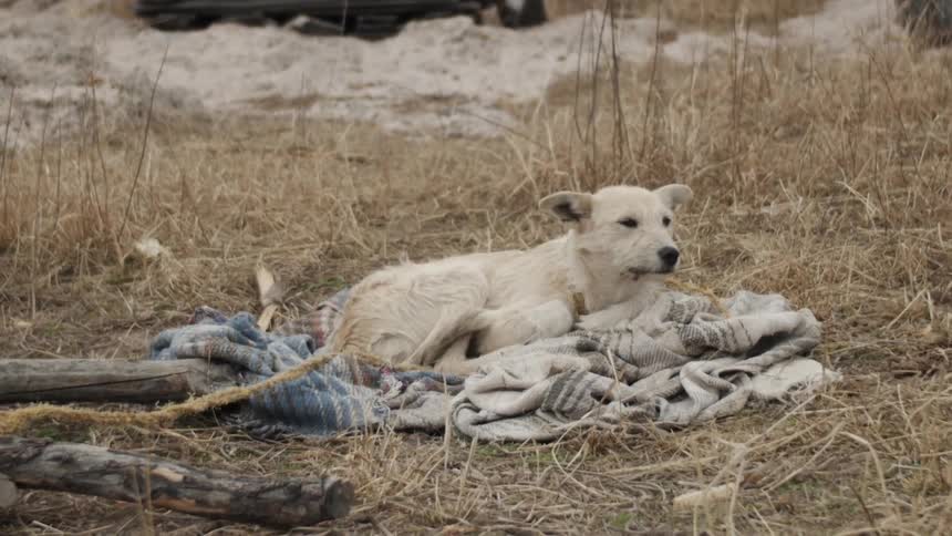 A dog is lying on a tattered blanket outdoors