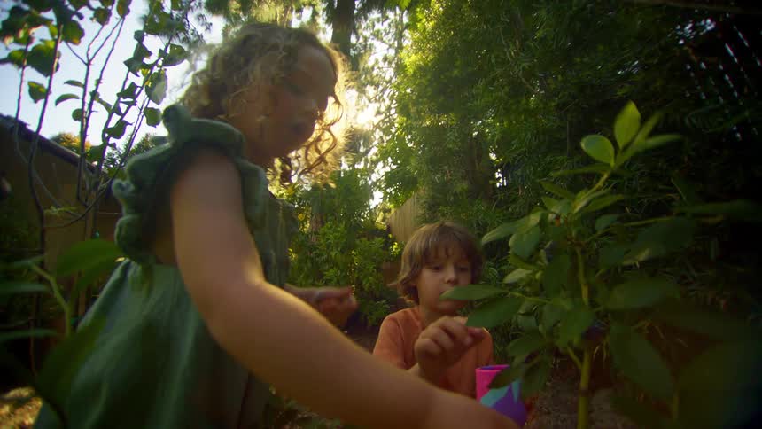 Two children picking seeds from a garden plant