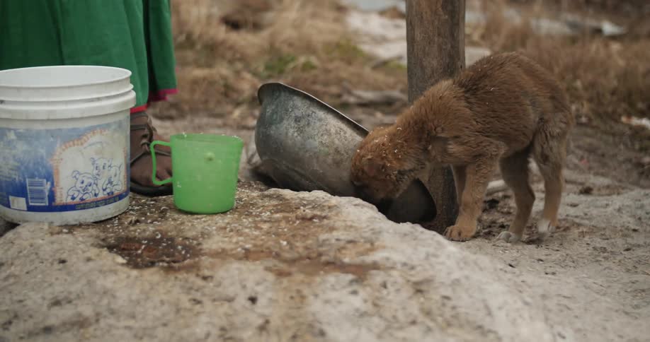 A small dog eats out of a bowl outside next to a bucket and a pitcher
