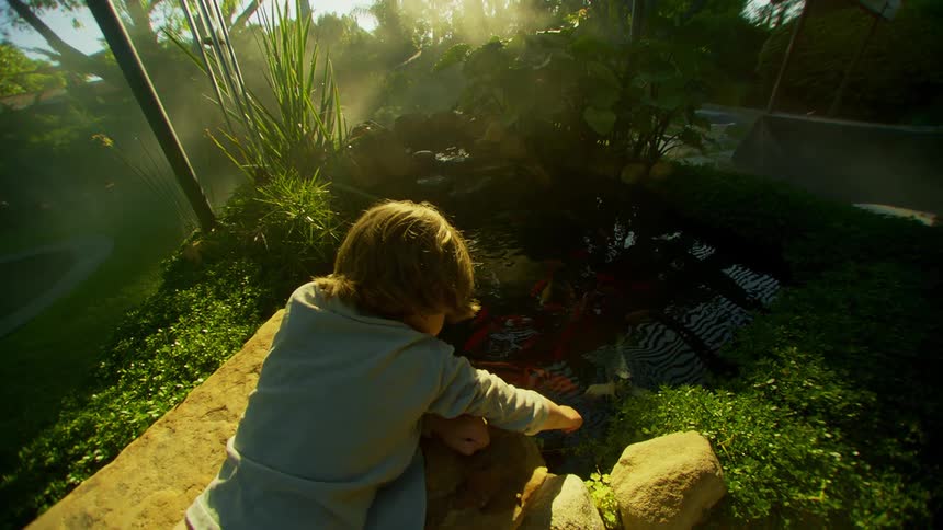 Kid lying on their stomach reaches down toward koi pond