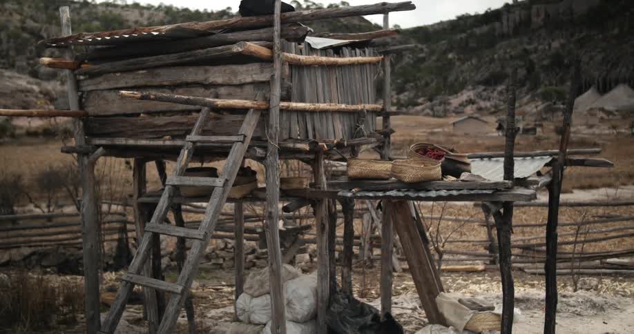 Rickety shack built upon some stilts with a ladder leaning against it