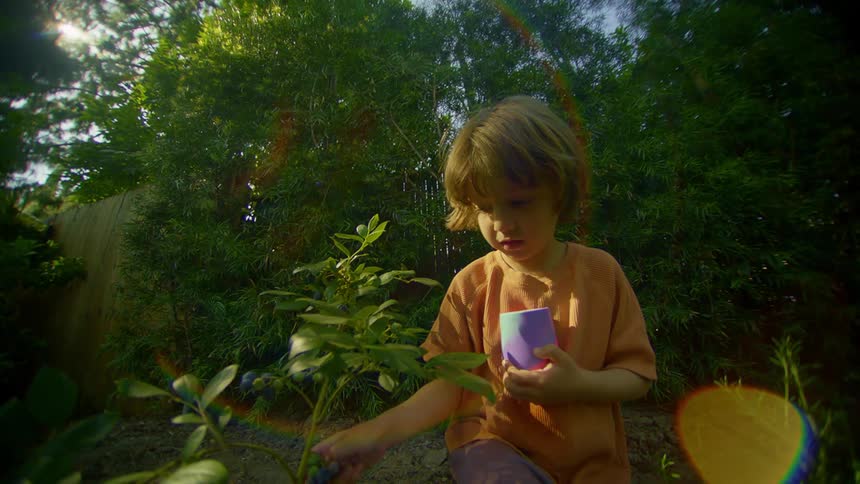 Little boy in a garden picking leaves from a plant