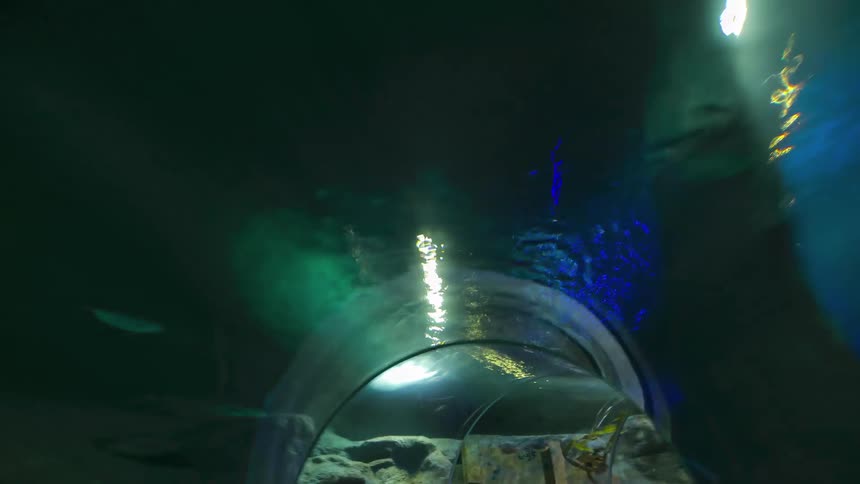 People inside of a long tunnel of a walkthrough aquarium