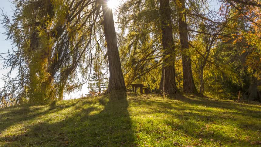 Sun shines through pine trees on a grassy hill
