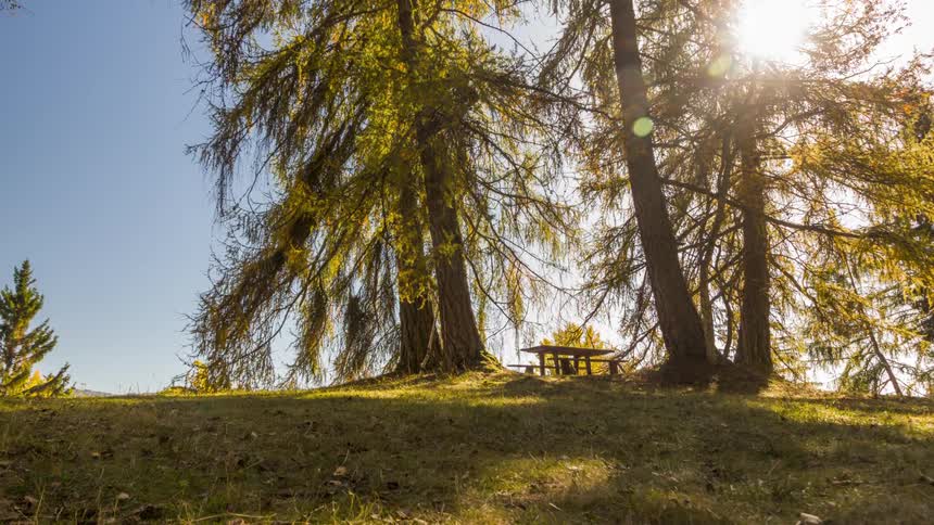 Sun shines brightly onto trees surrounding a picnic table casting shadows onto the hillside