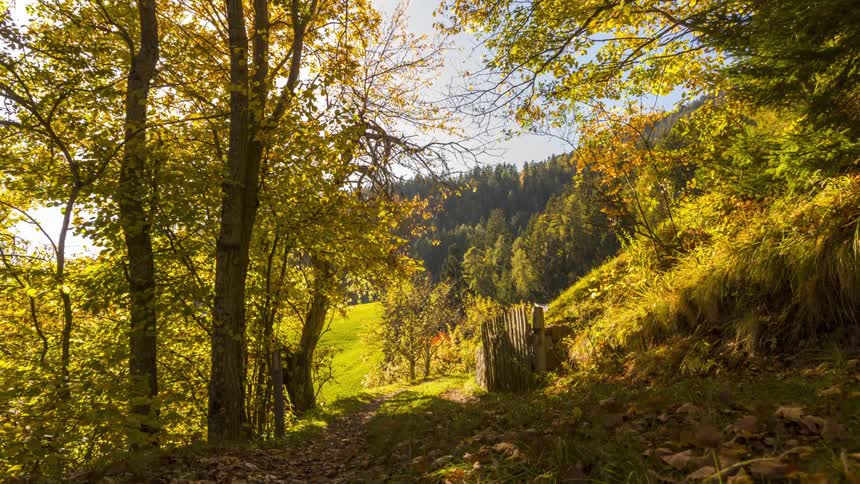 The sun shines on a path running through a forest losing its leave in the autumn