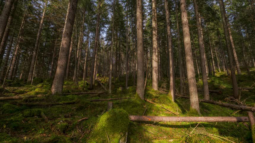 A forest with trees with light brown trunks and lots of moss on the ground