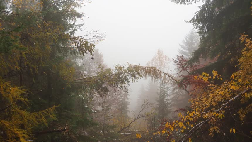 Autumnal forest in the misty afternoon