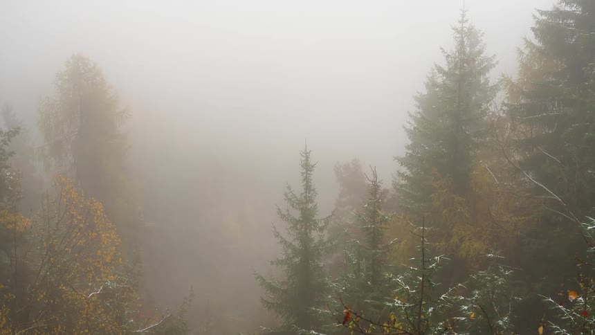 Cloudy forest with deciduous and coniferous trees with snow and fog