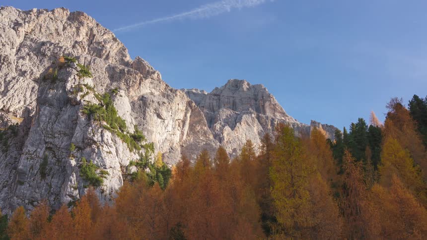 Coniferous landscape at the edge of a forest against a blue sky