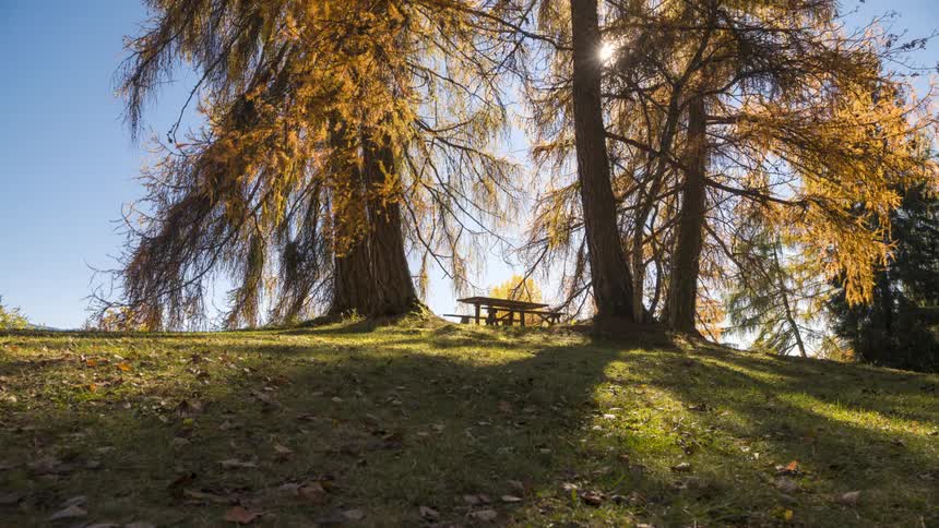 Picnic table in between large old trees at the park