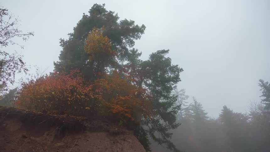 Color leaves on trees on the cliff on a foggy day