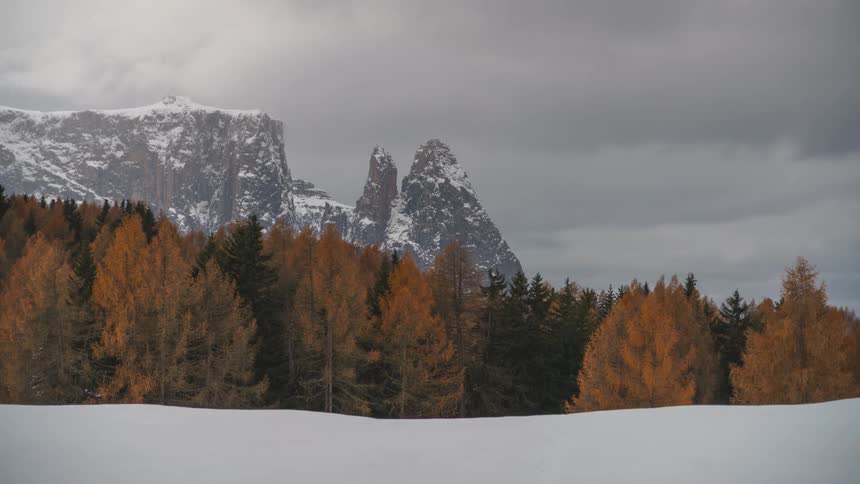 A region with snow covers and a pine forest in front and gray clouds passing in the sky