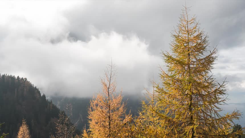 Trees losing their leaves stand against a backdrop of massive clouds obscuring mountains