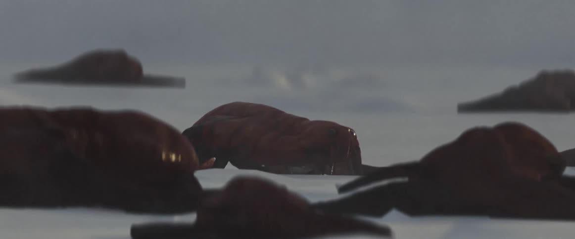 A group of alien creatures moving around on snow pack