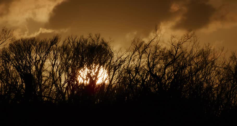 Clouds and a setting sun behind a row of trees without leaves