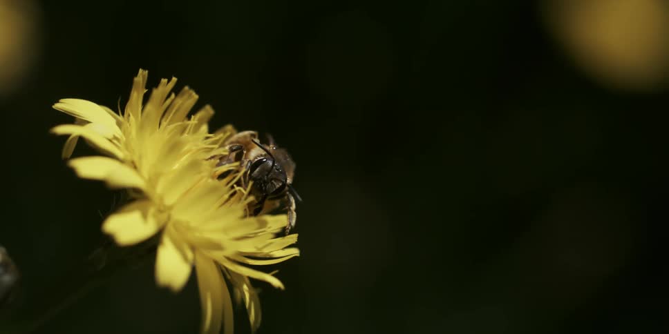 A bee is pollinating a yellow flower in the spring time