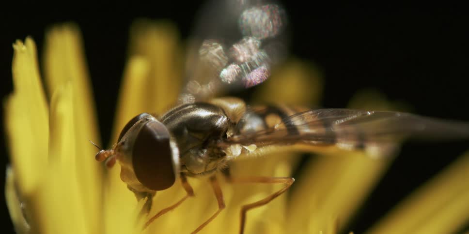 Closeup of a fly sitting on the yellow petals of a flower