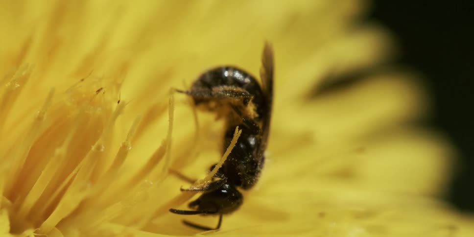 A small bee crawls on a flower collecting pollen