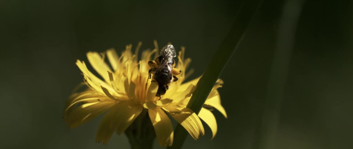 A bee feeds on a yellow flower