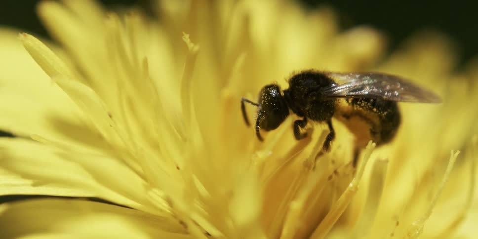 Bee moving about on the anther of a yellow flower