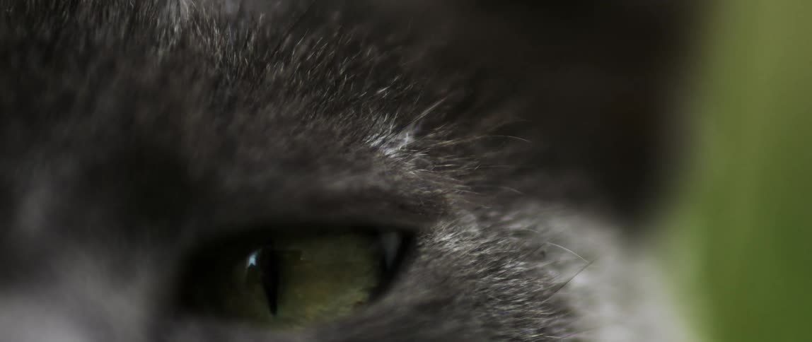 Extreme closeup on the green eye of a cat with a gray coat
