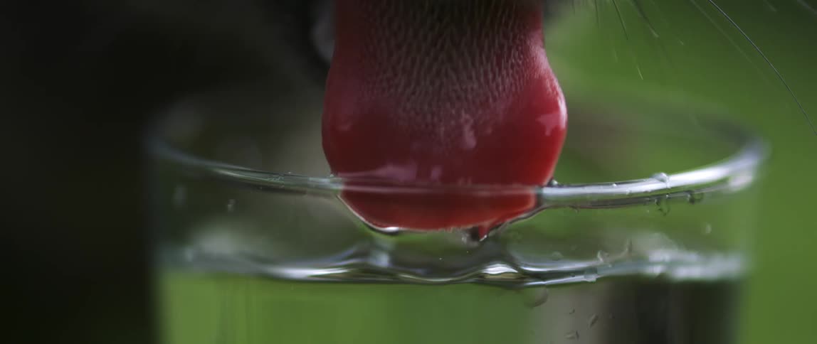 Close up of a cats tongue lapping up water from a clear glass dish