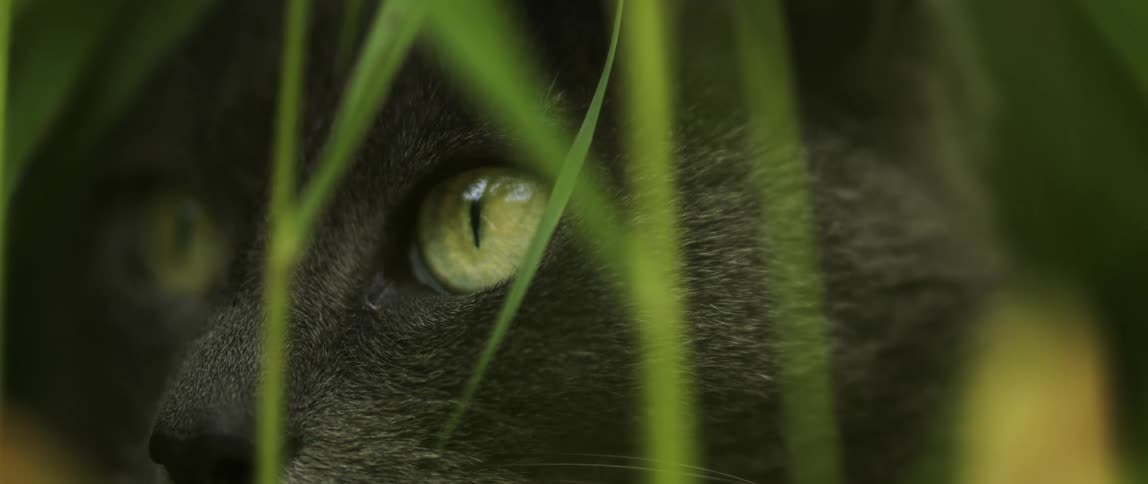 Closeup of a cats face that is visible through the thin green leaves