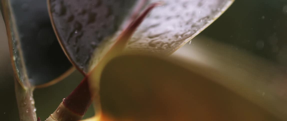 Close up of rain drops falling a plant with large leaves