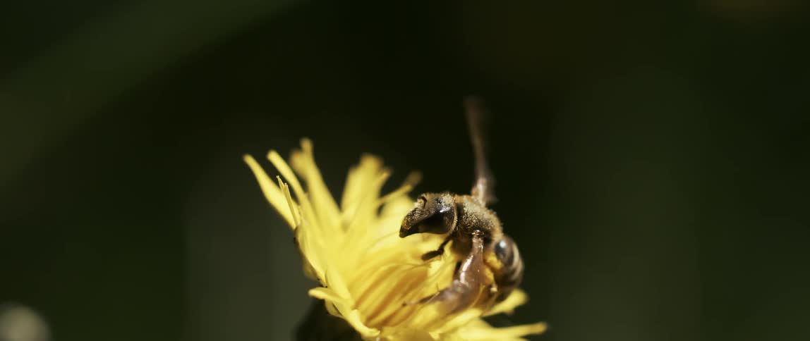Honeybee gathers nectar from yellow flower then flies away
