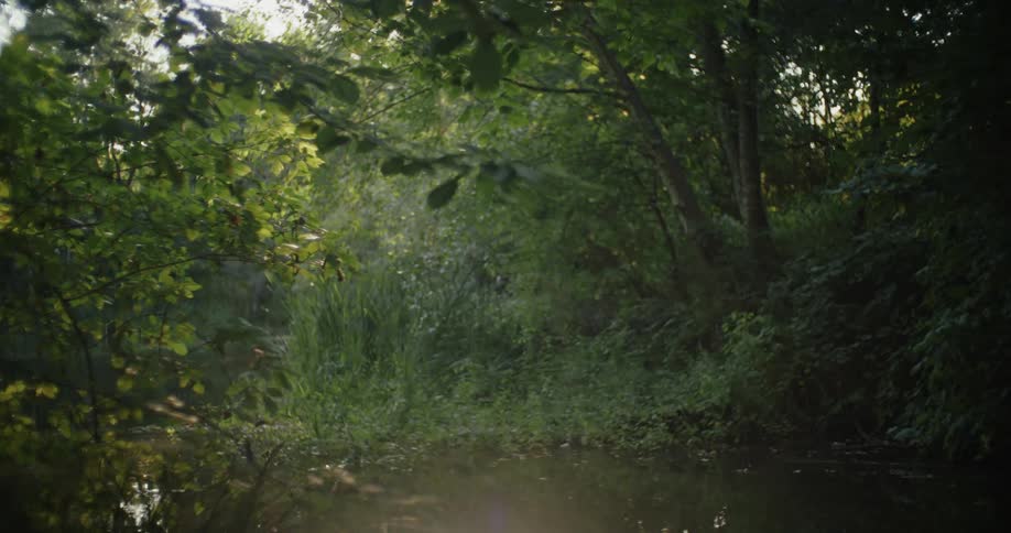 Small lake in a greenish forest with sunlight reflection