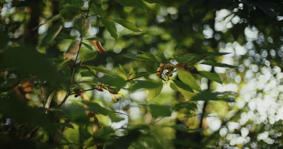 Leaves gently move in the breeze in the forest