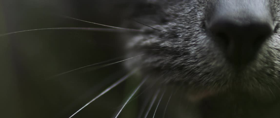 Closeup of a cats muzzle