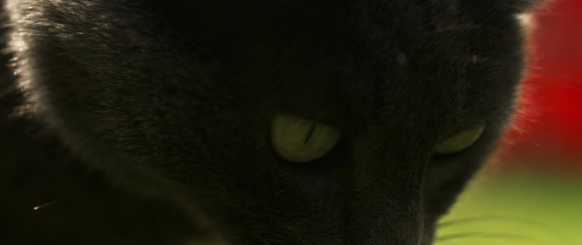 Closeup of a black cats face with piercing yellow eyes