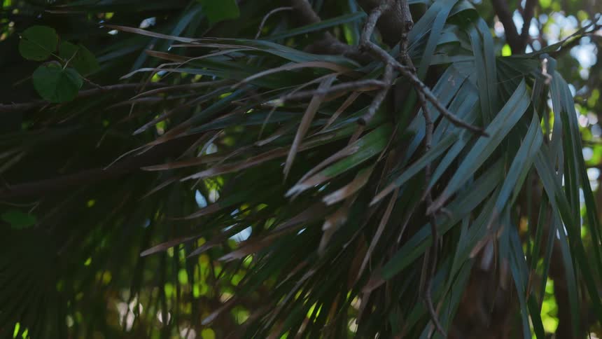 Green leaves and branches of a tree