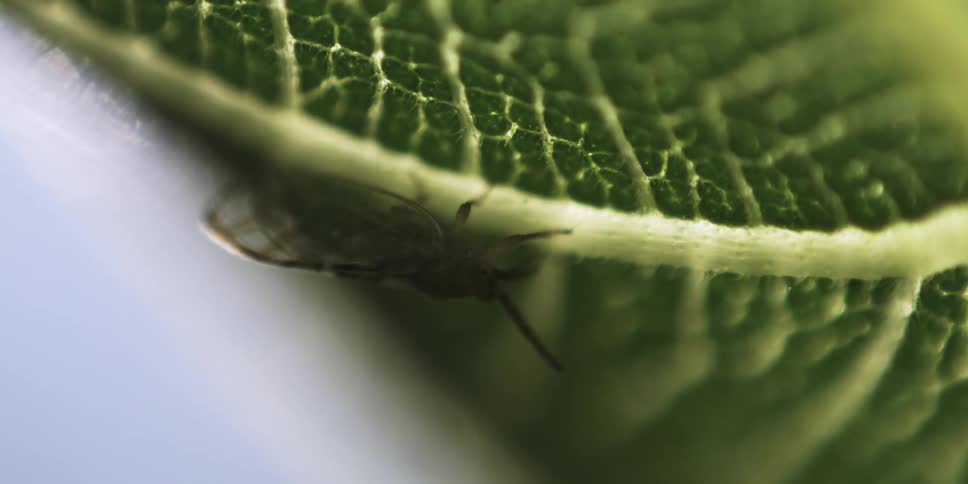 Extreme close up of a winged insect resting on a veiny plant leaf