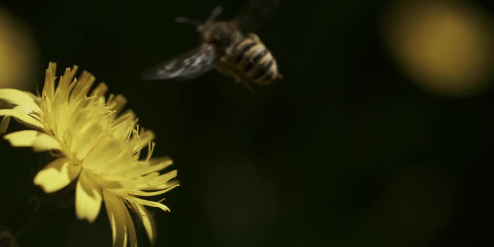 Bee with wings flying near a yellow flower