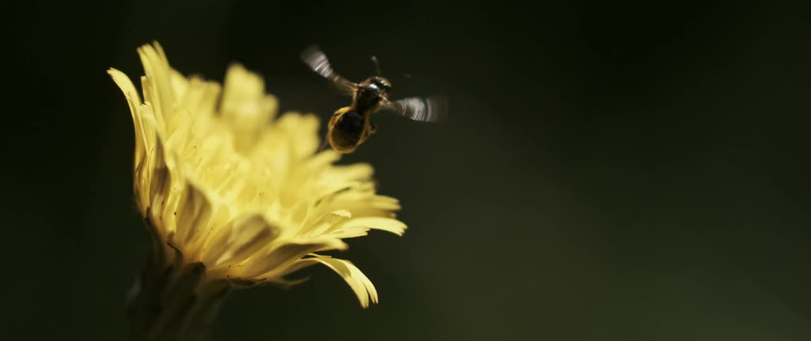 A bee flies away from a yellow flower
