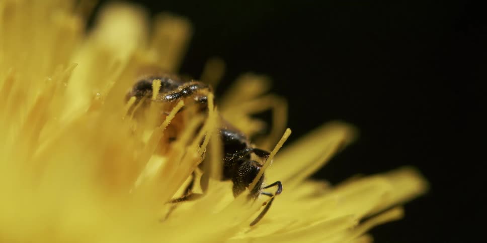 Extreme closeup on a bee on a yellow flower