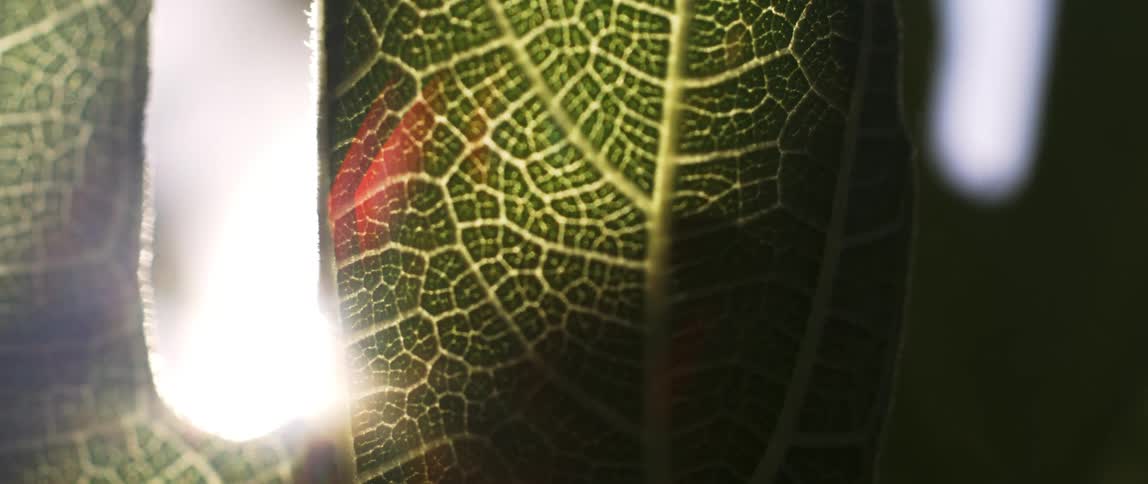 An up close view of a green leaf with yellow veining throughout the leaf