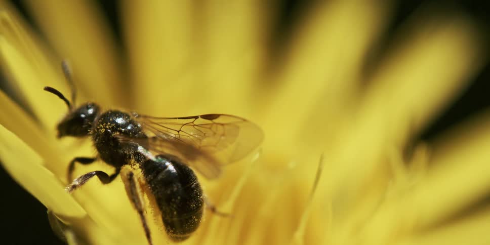 Extreme close up of a wasp pollenating on a yellow flower and flying off