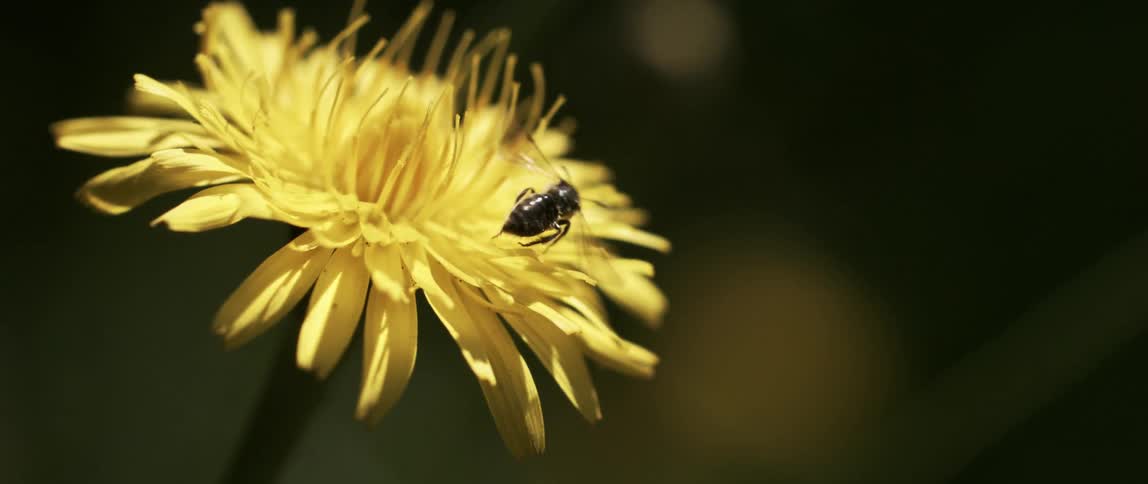 Close up of a wasp pollenating on a yellow flower and flying off