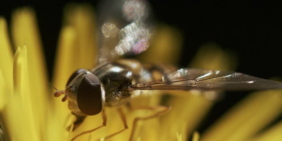 Extreme closeup on a bee pollinating a yellow flower