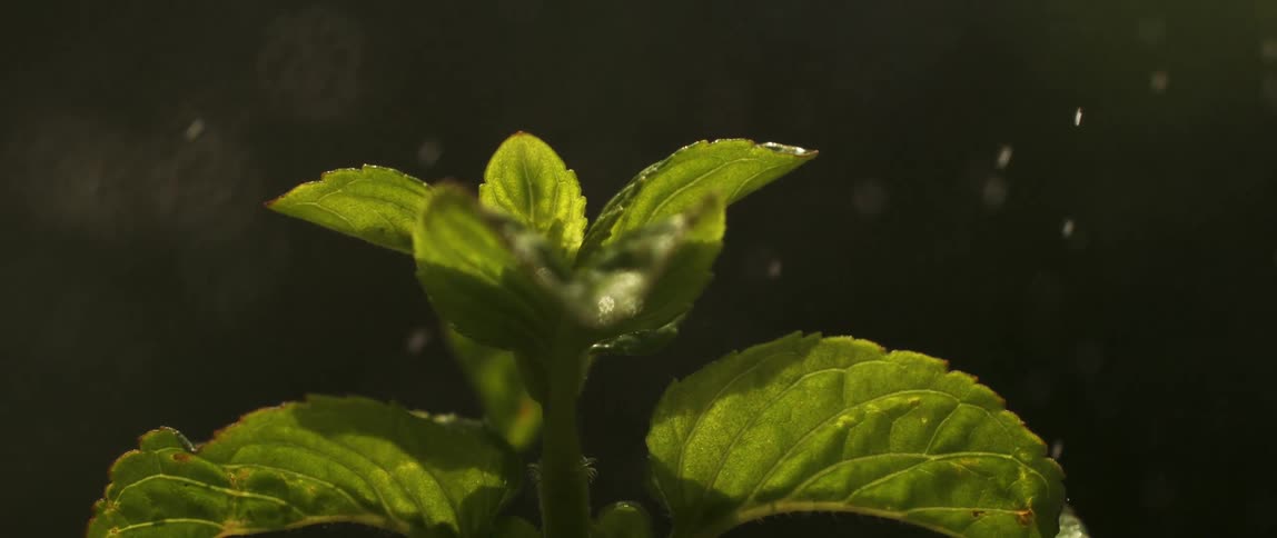 Rain falls on a green growing plant